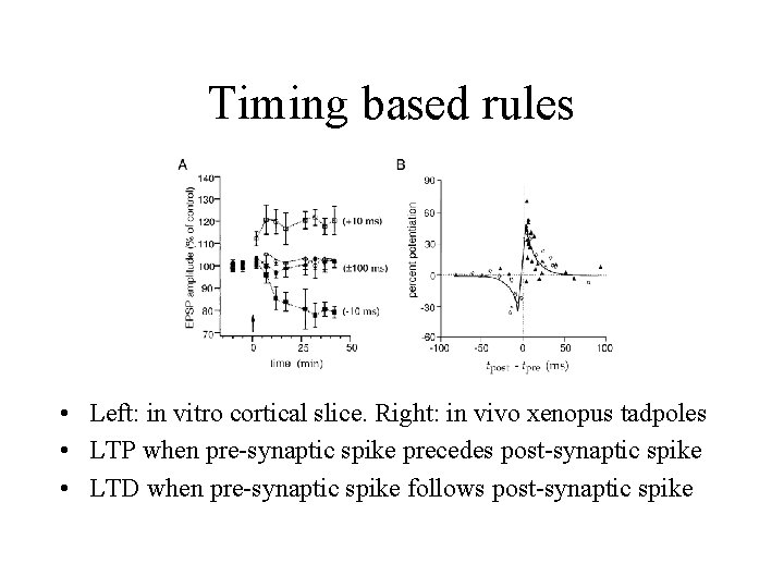 Timing based rules • Left: in vitro cortical slice. Right: in vivo xenopus tadpoles