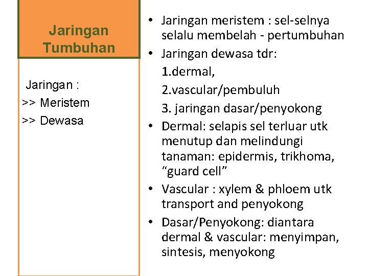 Jaringan Tumbuhan Jaringan : >> Meristem >> Dewasa • Jaringan meristem : sel-selnya selalu