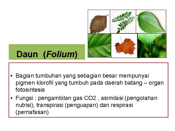 Daun (Folium) • Bagian tumbuhan yang sebagian besar mempunyai pigmen klorofil yang tumbuh pada