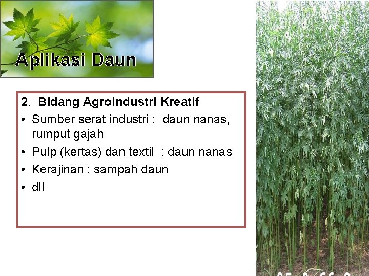 Aplikasi Daun 2. Bidang Agroindustri Kreatif • Sumber serat industri : daun nanas, rumput