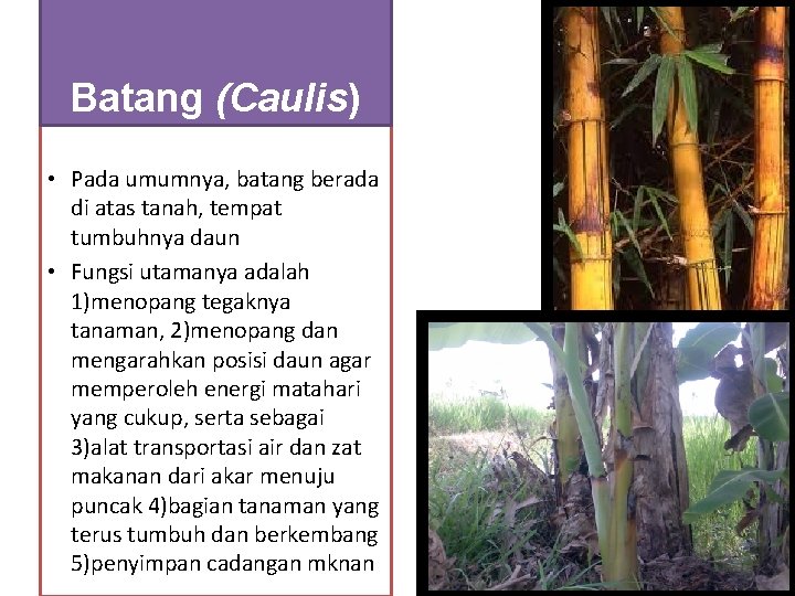 Batang (Caulis) • Pada umumnya, batang berada di atas tanah, tempat tumbuhnya daun •