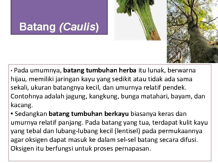 Batang (Caulis) • Pada umumnya, batang tumbuhan herba itu lunak, berwarna hijau, memiliki jaringan