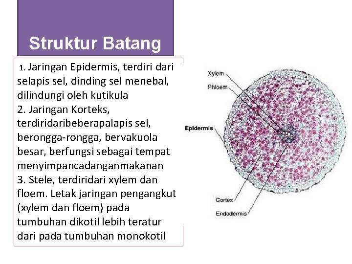 Struktur Batang 1. Jaringan Epidermis, terdiri dari selapis sel, dinding sel menebal, dilindungi oleh