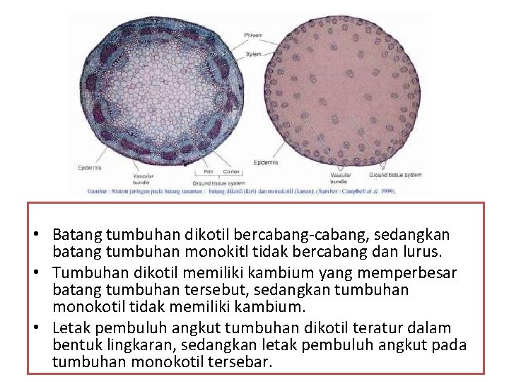  • Batang tumbuhan dikotil bercabang-cabang, sedangkan batang tumbuhan monokitl tidak bercabang dan lurus.