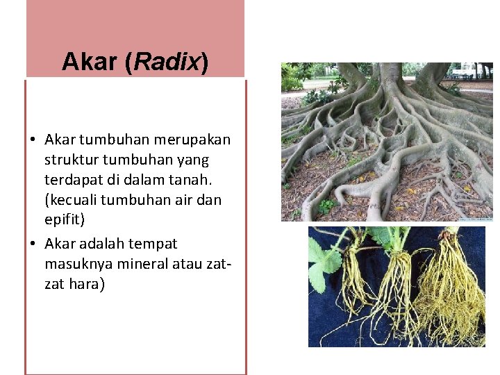 Akar (Radix) • Akar tumbuhan merupakan struktur tumbuhan yang terdapat di dalam tanah. (kecuali