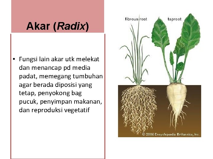 Akar (Radix) • Fungsi lain akar utk melekat dan menancap pd media padat, memegang