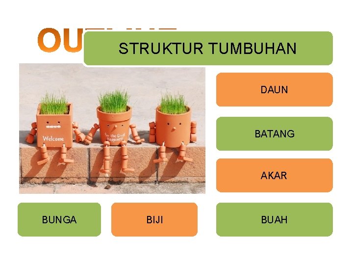 STRUKTUR TUMBUHAN DAUN BATANG AKAR BUNGA BIJI BUAH 