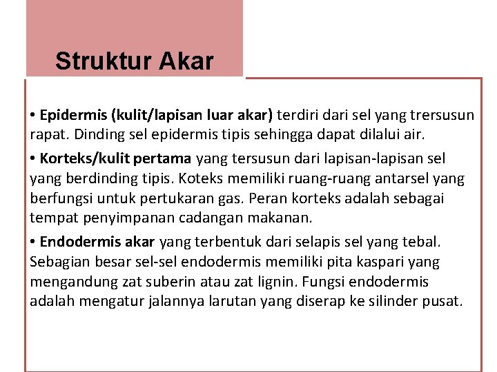 Struktur Akar • Epidermis (kulit/lapisan luar akar) terdiri dari sel yang trersusun rapat. Dinding