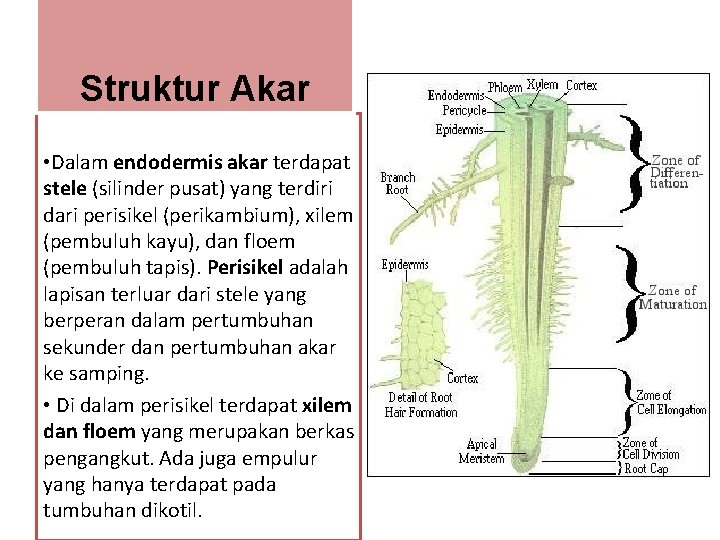 Struktur Akar • Dalam endodermis akar terdapat stele (silinder pusat) yang terdiri dari perisikel