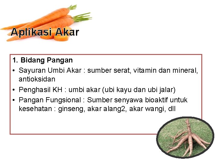 Aplikasi Akar 1. Bidang Pangan • Sayuran Umbi Akar : sumber serat, vitamin dan
