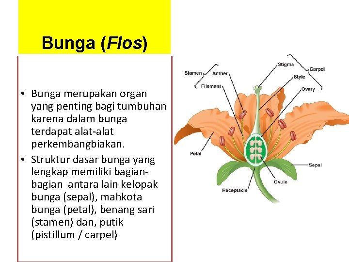 Bunga (Flos) • Bunga merupakan organ yang penting bagi tumbuhan karena dalam bunga terdapat