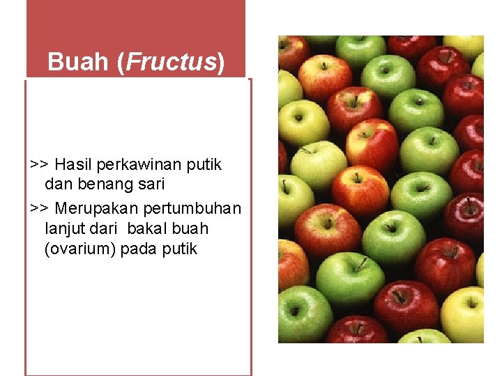 Buah (Fructus) >> Hasil perkawinan putik dan benang sari >> Merupakan pertumbuhan lanjut dari