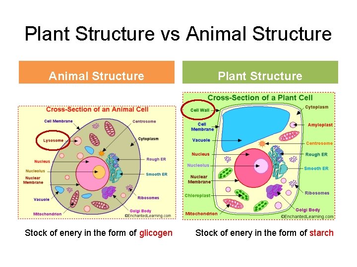 Plant Structure vs Animal Structure Stock of enery in the form of glicogen Plant