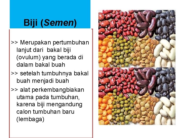 Biji (Semen) >> Merupakan pertumbuhan lanjut dari bakal biji (ovulum) yang berada di dalam