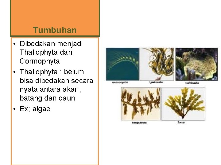 Tumbuhan • Dibedakan menjadi Thallophyta dan Cormophyta • Thallophyta : belum bisa dibedakan secara