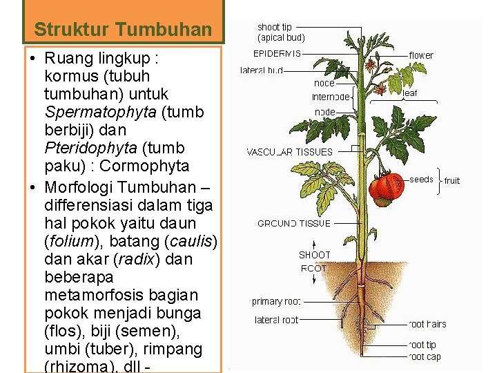 Struktur Tumbuhan • Ruang lingkup : kormus (tubuh tumbuhan) untuk Spermatophyta (tumb berbiji) dan