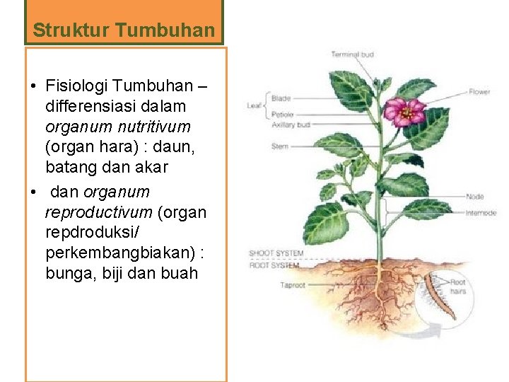 Struktur Tumbuhan • Fisiologi Tumbuhan – differensiasi dalam organum nutritivum (organ hara) : daun,