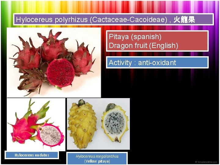 Hylocereus polyrhizus (Cactaceae-Cacoideae) , 火龍果 Pitaya (spanish) Dragon fruit (English) Activity : anti-oxidant Hylocereus