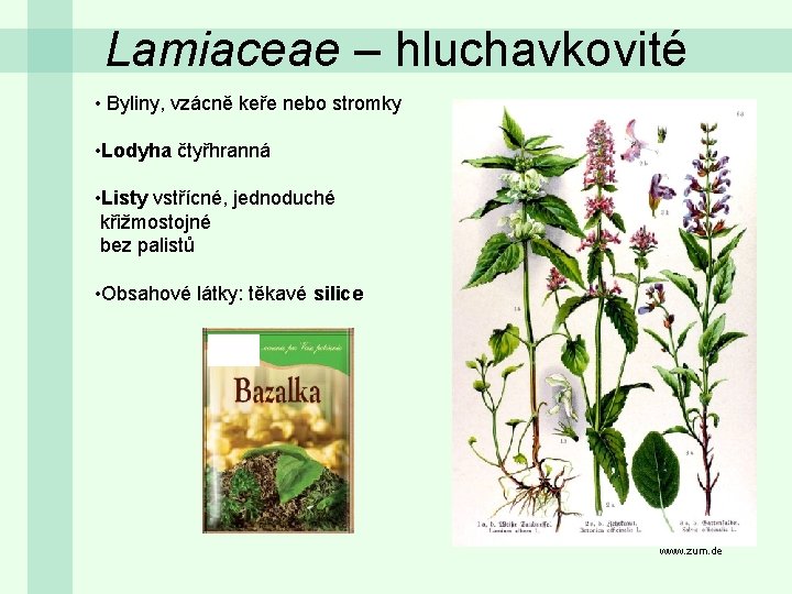 Lamiaceae – hluchavkovité • Byliny, vzácně keře nebo stromky • Lodyha čtyřhranná • Listy