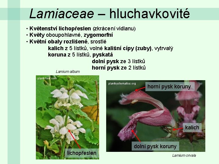 Lamiaceae – hluchavkovité • Květenství lichopřeslen (zkrácení vidlanu) • Květy oboupohlavné, zygomorfní • Květní