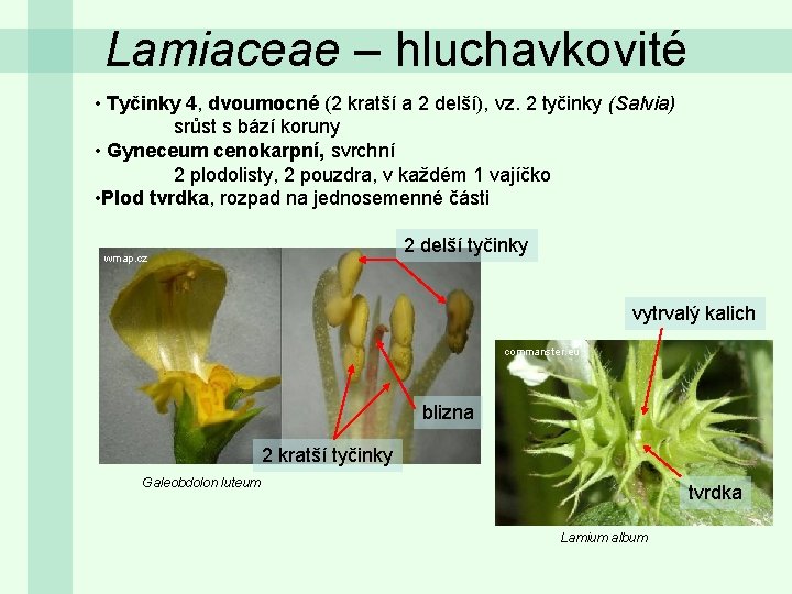 Lamiaceae – hluchavkovité • Tyčinky 4, dvoumocné (2 kratší a 2 delší), vz. 2