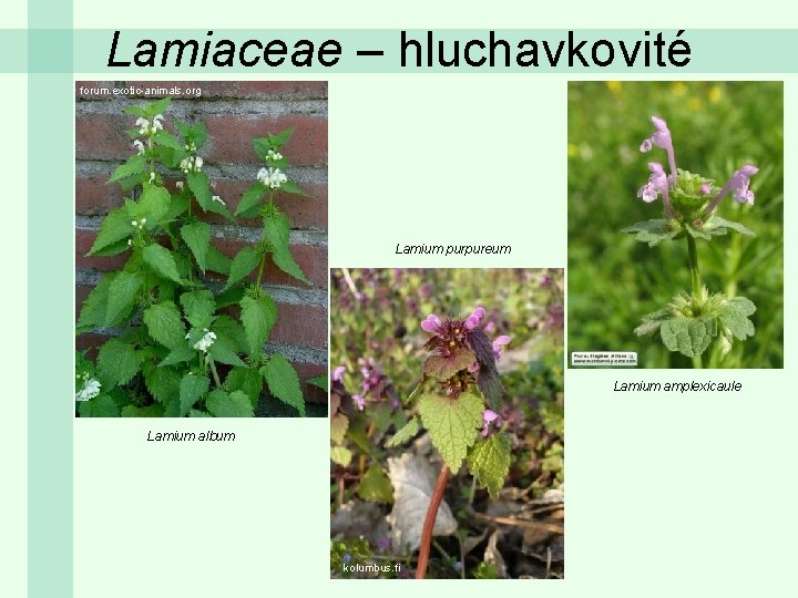 Lamiaceae – hluchavkovité forum. exotic-animals. org Lamium purpureum Lamium amplexicaule Lamium album kolumbus. fi