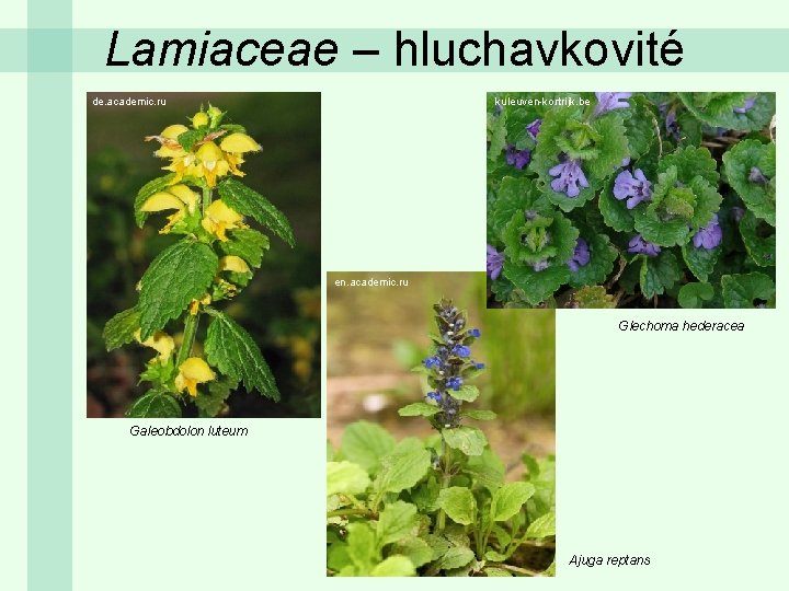 Lamiaceae – hluchavkovité de. academic. ru kuleuven-kortrijk. be en. academic. ru Glechoma hederacea Galeobdolon