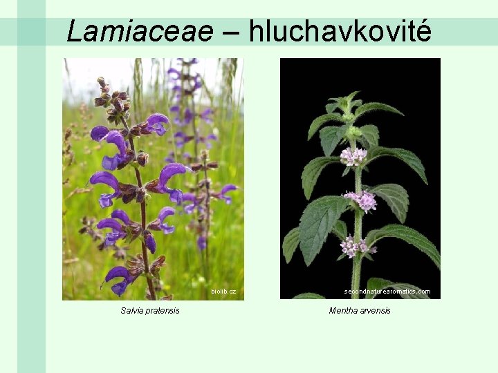 Lamiaceae – hluchavkovité biolib. cz Salvia pratensis secondnaturearomatics. com Mentha arvensis 