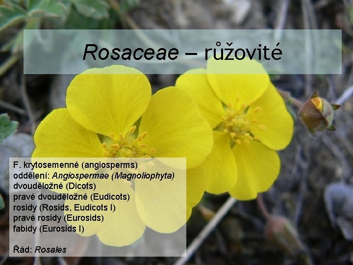 Rosaceae – růžovité F. krytosemenné (angiosperms) oddělení: Angiospermae (Magnoliophyta) dvouděložné (Dicots) pravé dvouděložné (Eudicots)