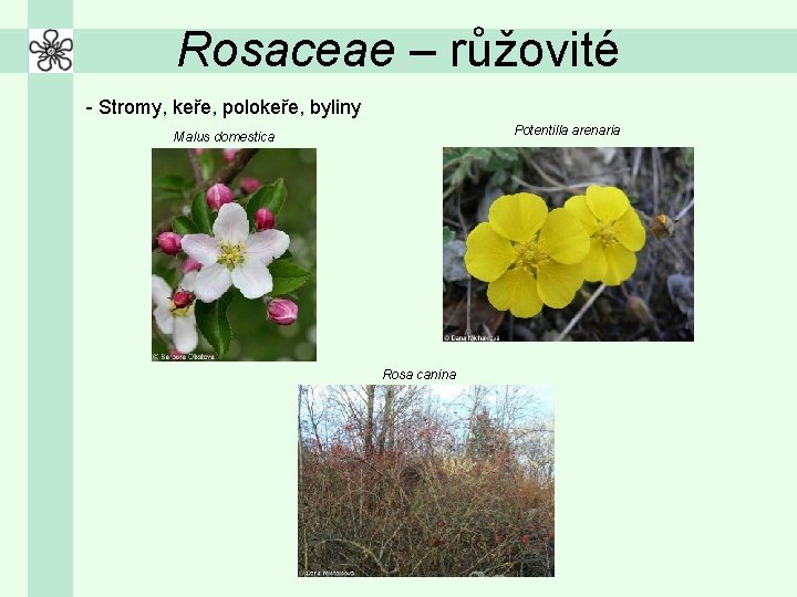 Rosaceae – růžovité - Stromy, keře, polokeře, byliny Potentilla arenaria Malus domestica Rosa canina