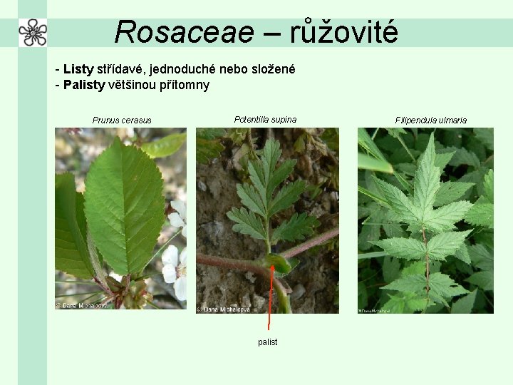 Rosaceae – růžovité - Listy střídavé, jednoduché nebo složené - Palisty většinou přítomny Prunus