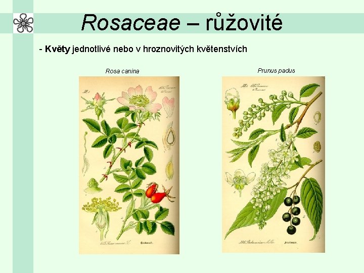 Rosaceae – růžovité - Květy jednotlivé nebo v hroznovitých květenstvích Rosa canina Prunus padus