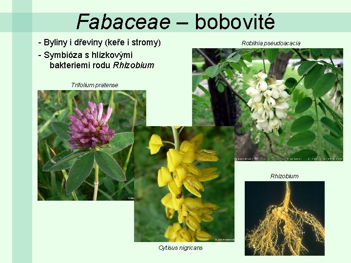 Fabaceae – bobovité - Byliny i dřeviny (keře i stromy) - Symbióza s hlízkovými