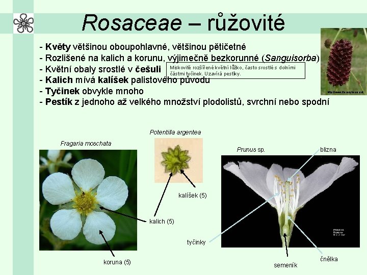 Rosaceae – růžovité - Květy většinou oboupohlavné, většinou pětičetné - Rozlišené na kalich a