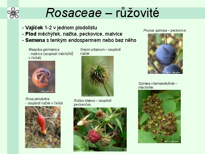 Rosaceae – růžovité - Vajíček 1 -2 v jednom plodolistu - Plod měchýřek, nažka,