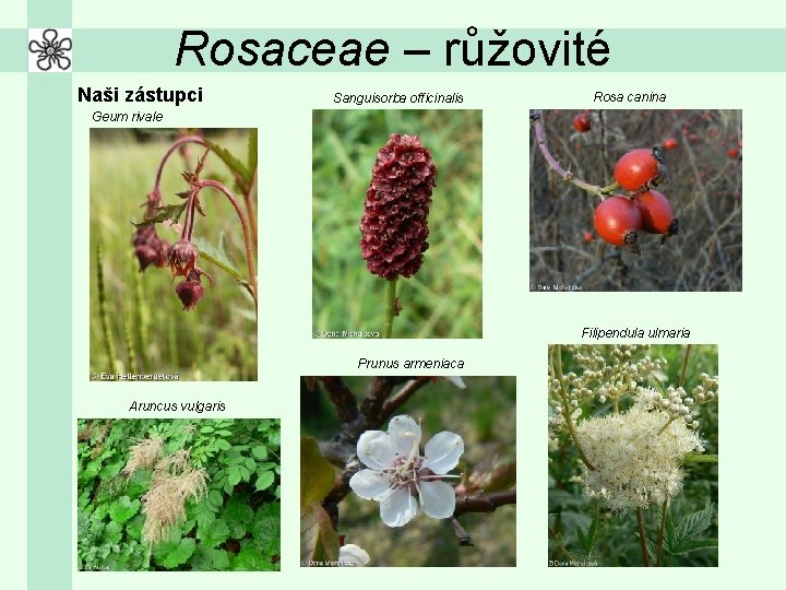 Rosaceae – růžovité Naši zástupci Sanguisorba officinalis Rosa canina Geum rivale Filipendula ulmaria Prunus