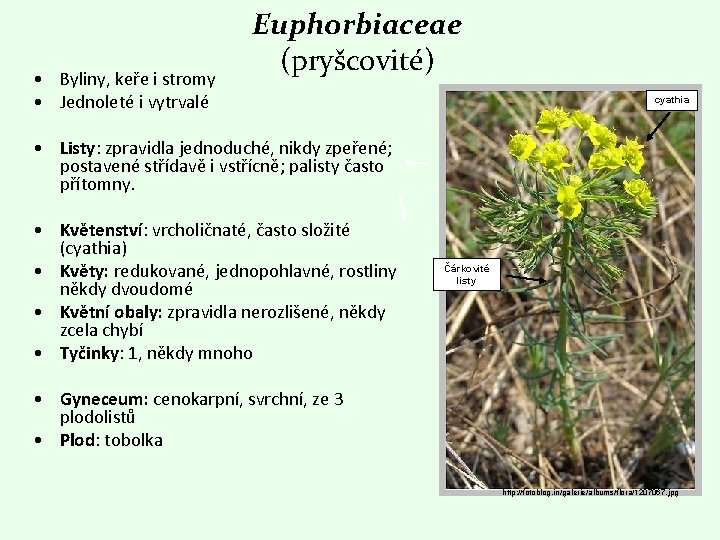  • Byliny, keře i stromy • Jednoleté i vytrvalé Euphorbiaceae (pryšcovité) cyathia •