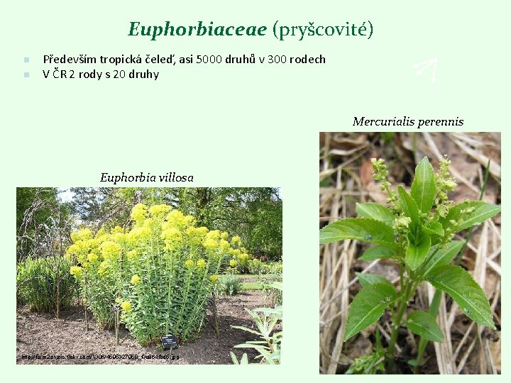 Euphorbiaceae (pryšcovité) n n Především tropická čeleď, asi 5000 druhů v 300 rodech V