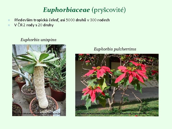 Euphorbiaceae (pryšcovité) n n Především tropická čeleď, asi 5000 druhů v 300 rodech V