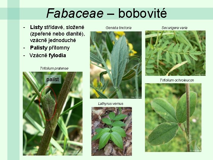 Fabaceae – bobovité - Listy střídavé, složené (zpeřené nebo dlanité), vzácně jednoduché - Palisty