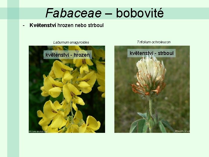 Fabaceae – bobovité - Květenství hrozen nebo strboul Laburnum anagyroides květenství - hrozen Trifolium