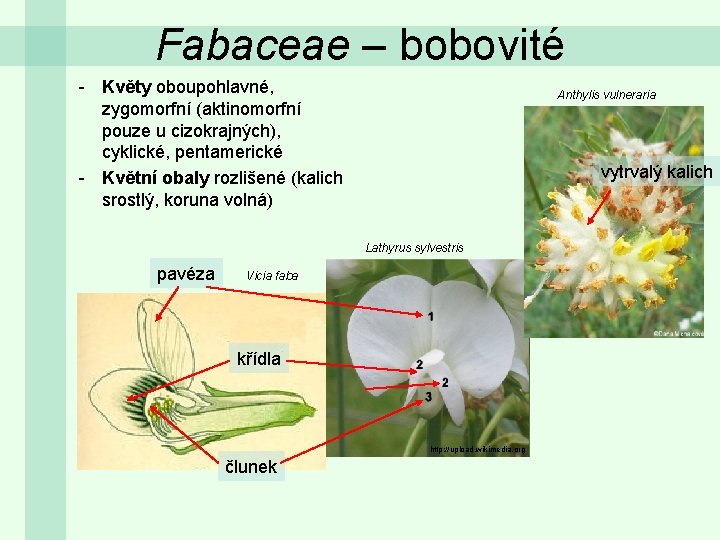 Fabaceae – bobovité - Květy oboupohlavné, zygomorfní (aktinomorfní pouze u cizokrajných), cyklické, pentamerické -
