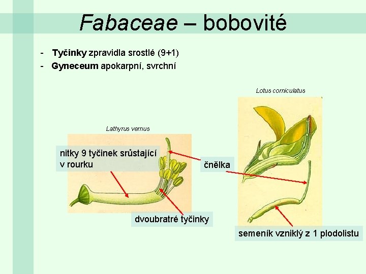 Fabaceae – bobovité - Tyčinky zpravidla srostlé (9+1) - Gyneceum apokarpní, svrchní Lotus corniculatus