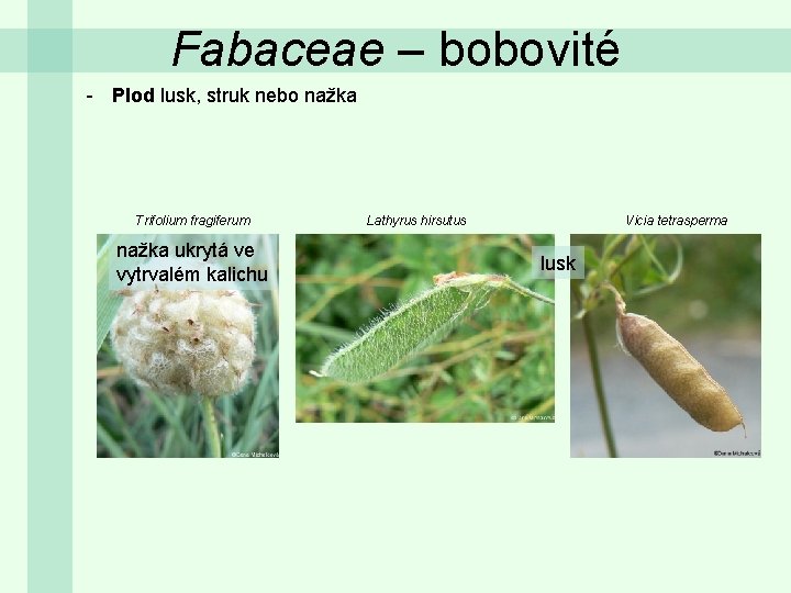 Fabaceae – bobovité - Plod lusk, struk nebo nažka Trifolium fragiferum nažka ukrytá ve