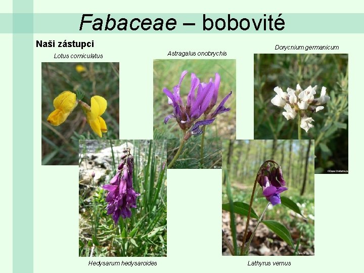 Fabaceae – bobovité Naši zástupci Lotus corniculatus Hedysarum hedysaroides Astragalus onobrychis Dorycnium germanicum Lathyrus