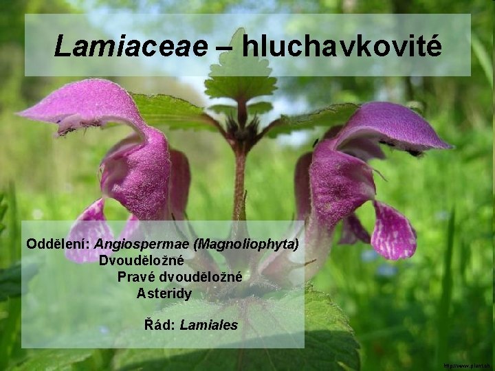 Lamiaceae – hluchavkovité Oddělení: Angiospermae (Magnoliophyta) Dvouděložné Pravé dvouděložné Asteridy Řád: Lamiales http: //www.