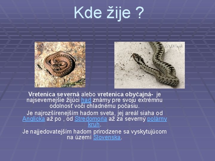 Kde žije ? Vretenica severná alebo vretenica obyčajná- je najsevernejšie žijúci had známy pre