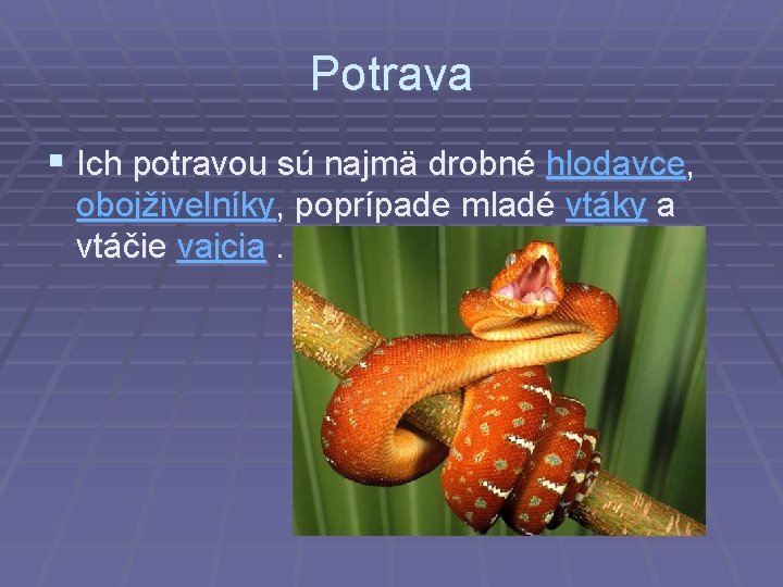 Potrava § Ich potravou sú najmä drobné hlodavce, obojživelníky, poprípade mladé vtáky a vtáčie