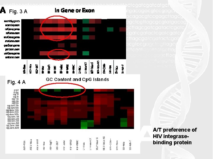 Fig. 3 A Fig. 4 A A/T preference of HIV integrasebinding protein 