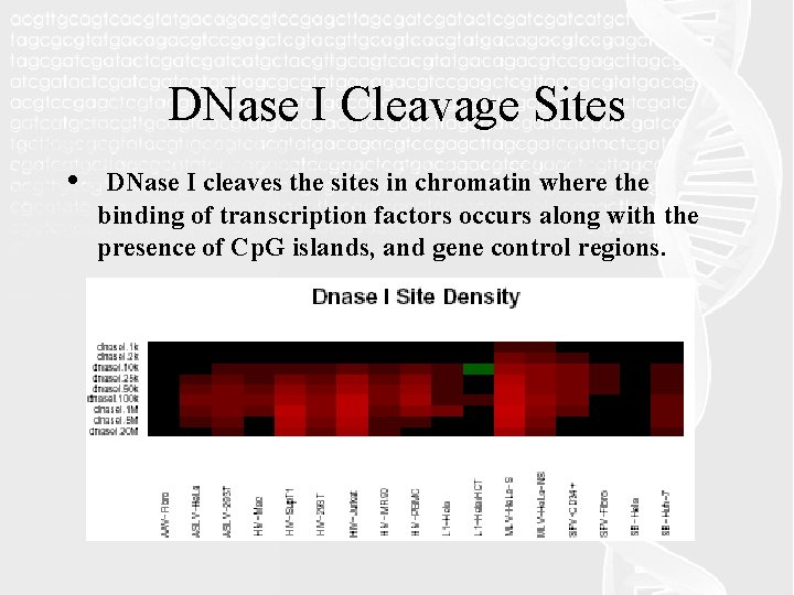 DNase I Cleavage Sites • DNase I cleaves the sites in chromatin where the